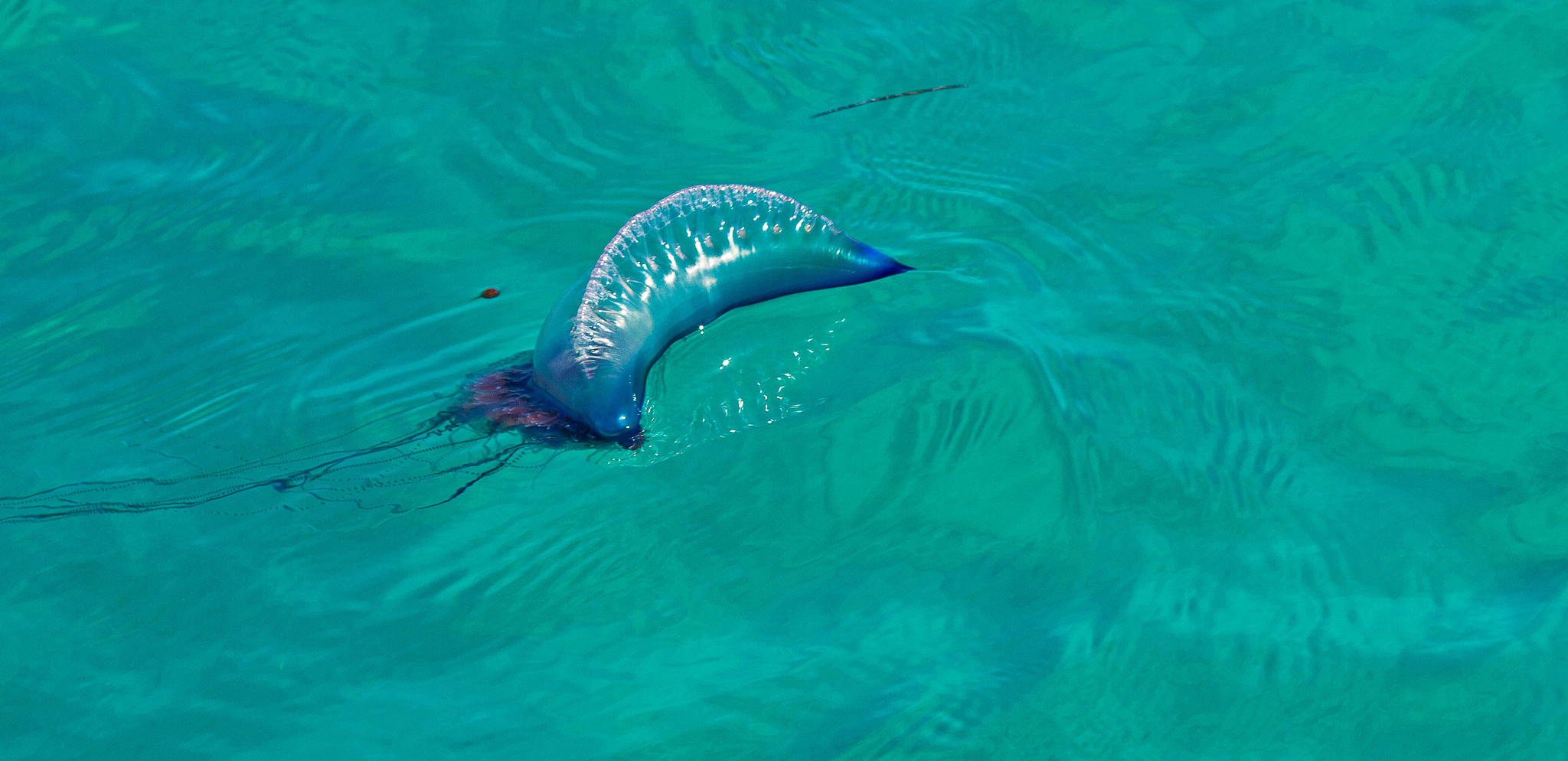 De Blauwe Draak, een zeenaaktslak met kwallengif | Natuurwijzer